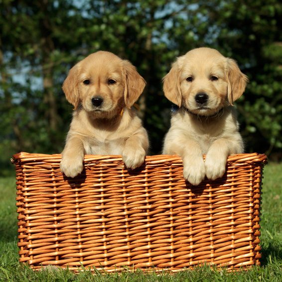 Welpen im Korb Zwei Welpen schauen neugierig aus dem Körbchen