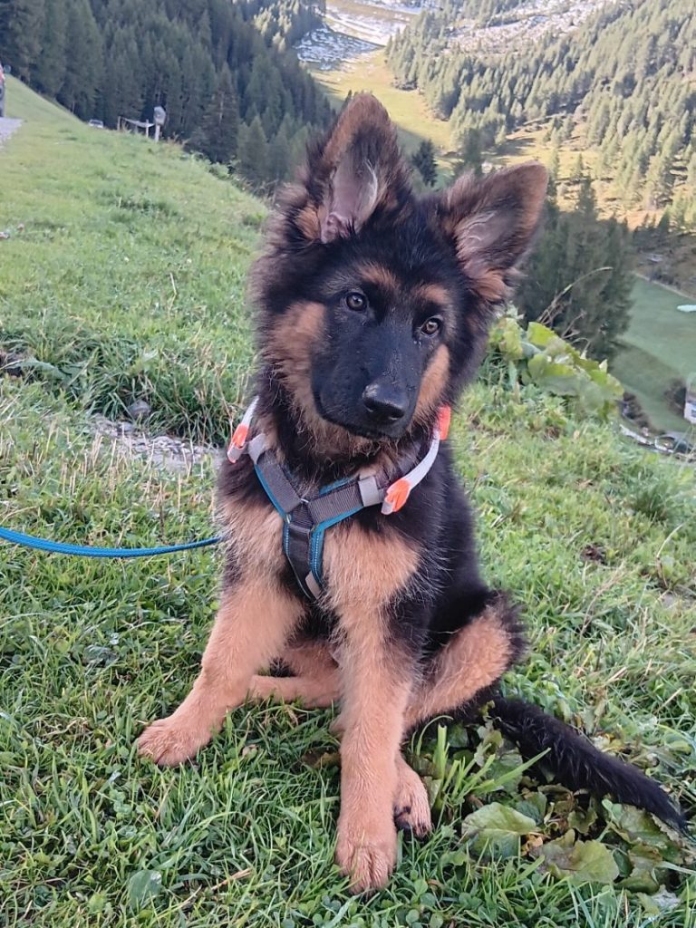 Luna als Welpe Luna als Welpe sitz auf dem Berg