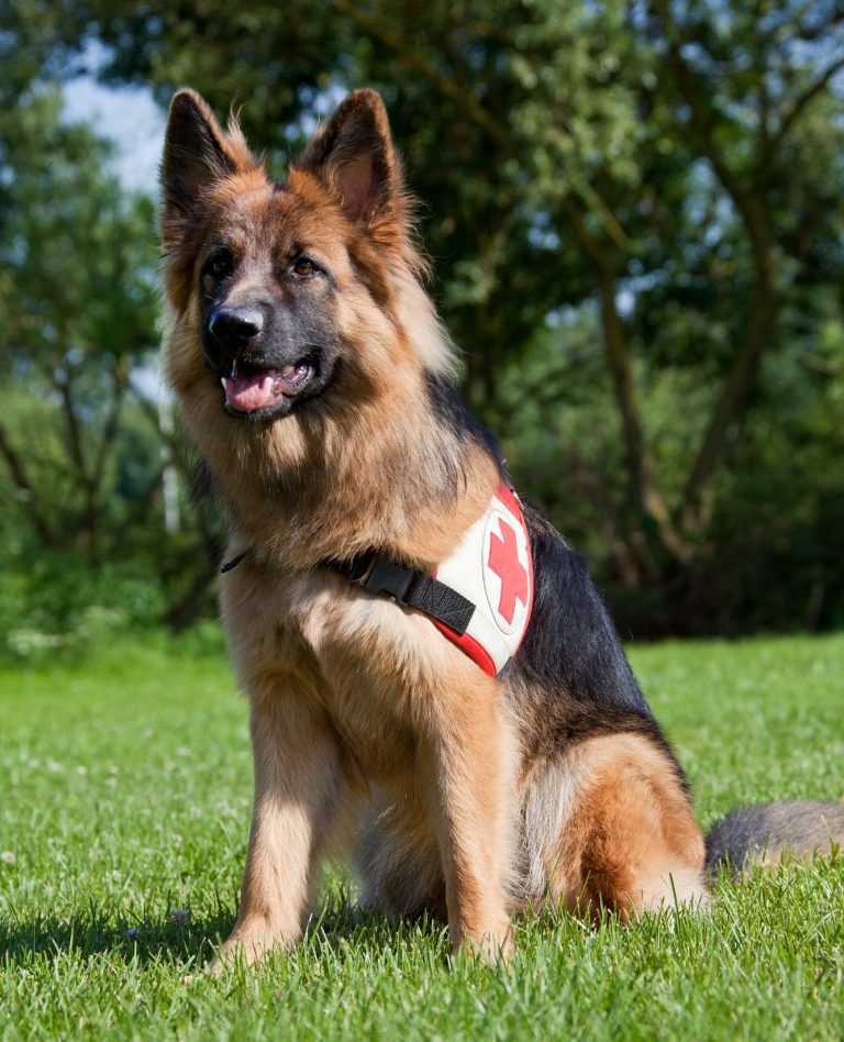 Kira als Rettungshund Kira sitz auf der Wiese mit Kenndecke als Rettungshund